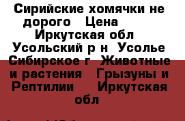 Сирийские хомячки не дорого › Цена ­ 100 - Иркутская обл., Усольский р-н, Усолье-Сибирское г. Животные и растения » Грызуны и Рептилии   . Иркутская обл.